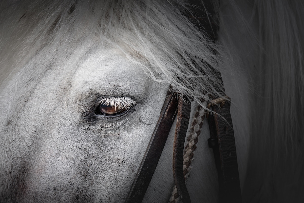 Camargue Horses by Albert Dros