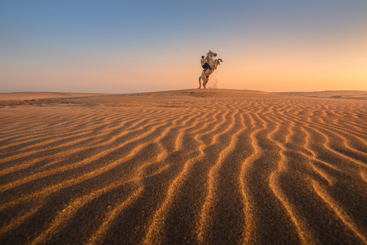 Camargue Horses by Albert Dros