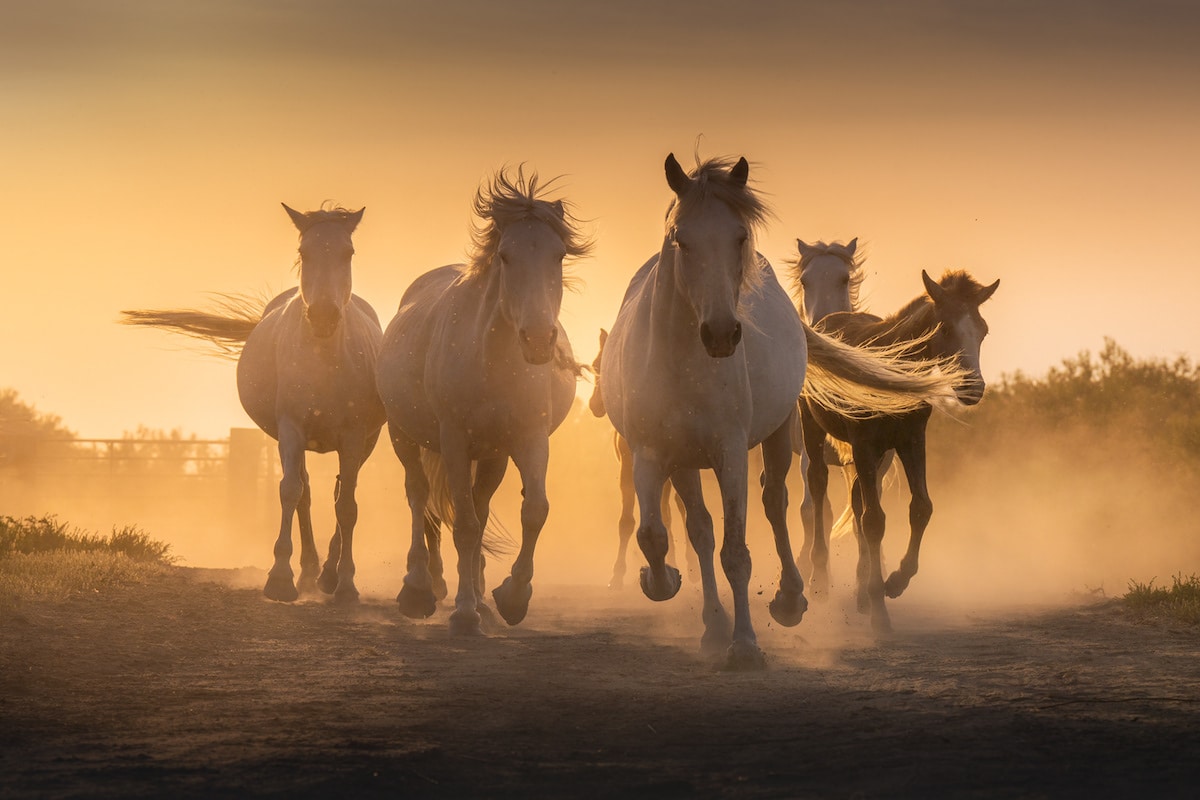 Camargue Horses by Albert Dros