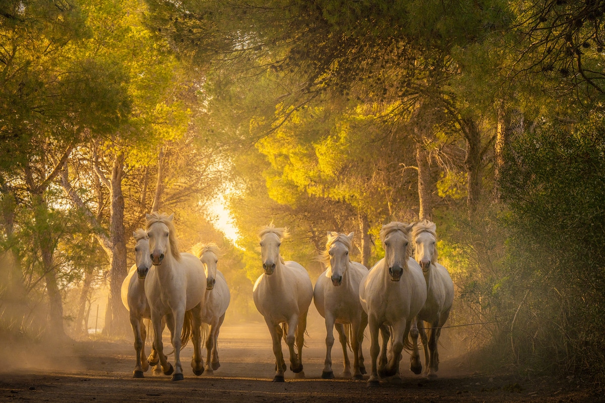 Camargue Horses by Albert Dros