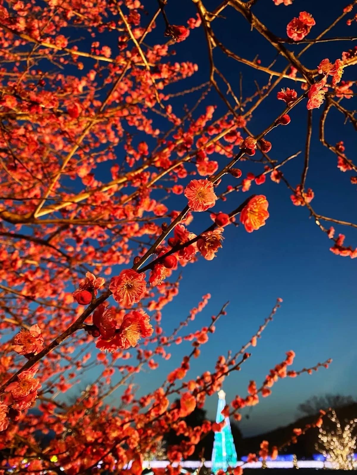 Ashikaga Flower Park Installation