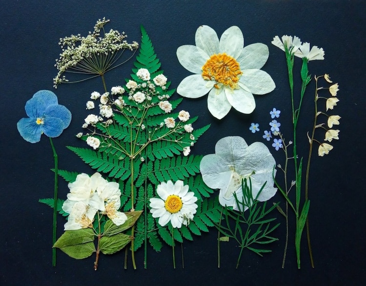 Pressed Flower Art by Anna Zakirova