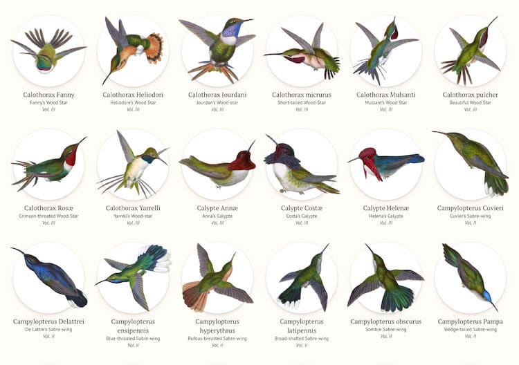 John Gould's Hummingbirds Poster