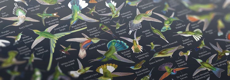 John Gould's Hummingbirds Poster