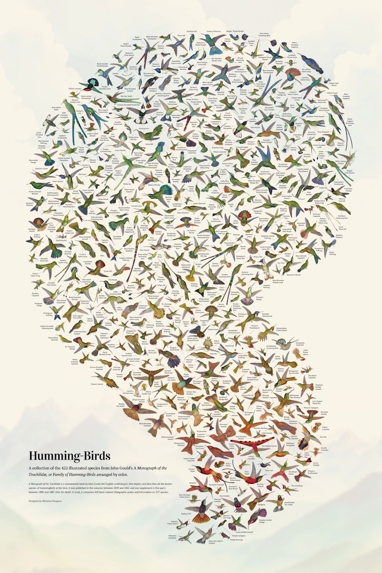 John Gould's Hummingbirds Poster