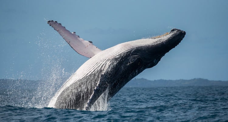 Humpback Whale Saves Scientist