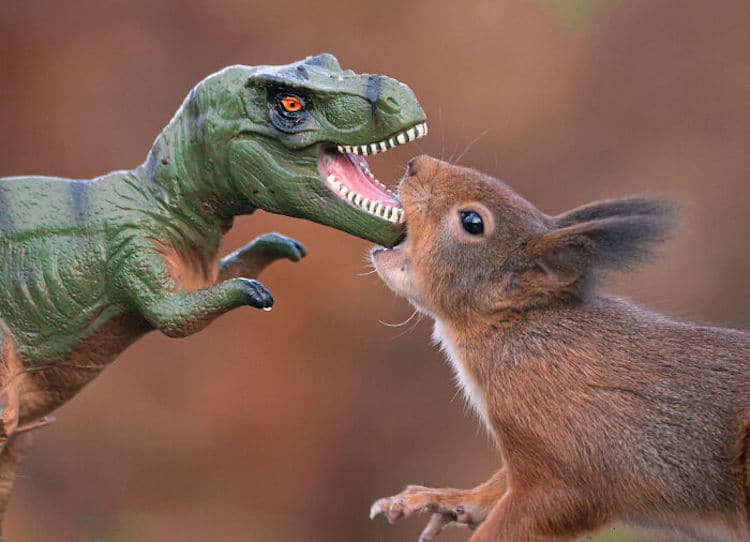 Squirrel and Dinosaur Photos by Niki Colemont