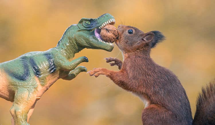 Squirrel and Dinosaur Photos by Niki Colemont