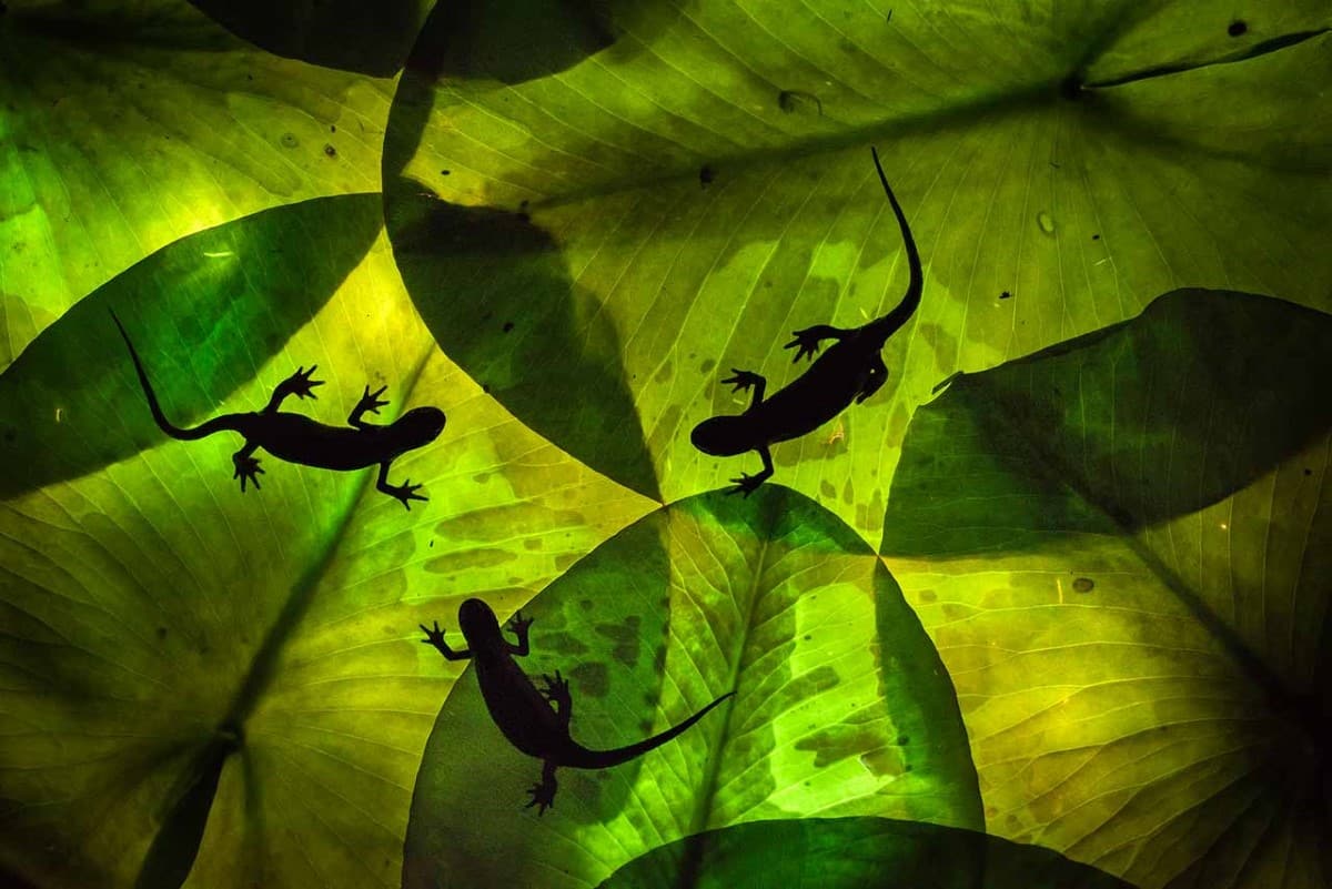 Salamanders crawling on leaves
