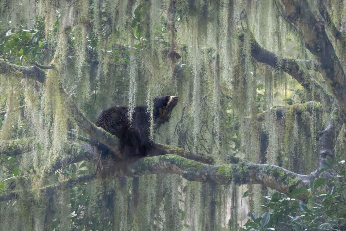 Large bear in the trees in the Andean Mountain range