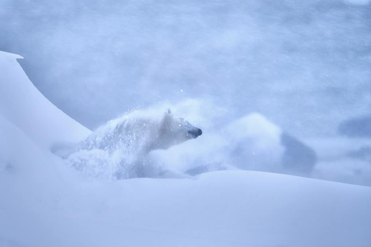 Polar bear shaking off snow