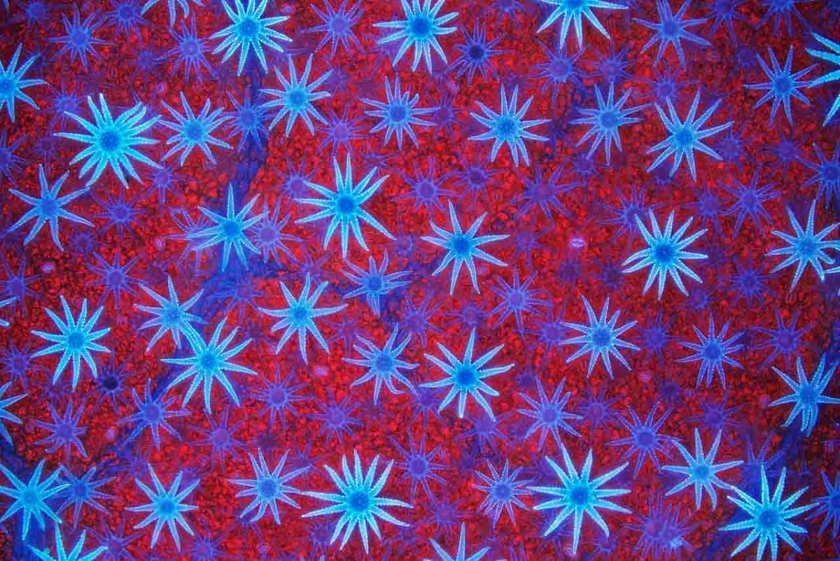 Blue auto-fluorescing Star-shaped defensive hairs (Trichomes) covering the surface of a Deutzia leaf