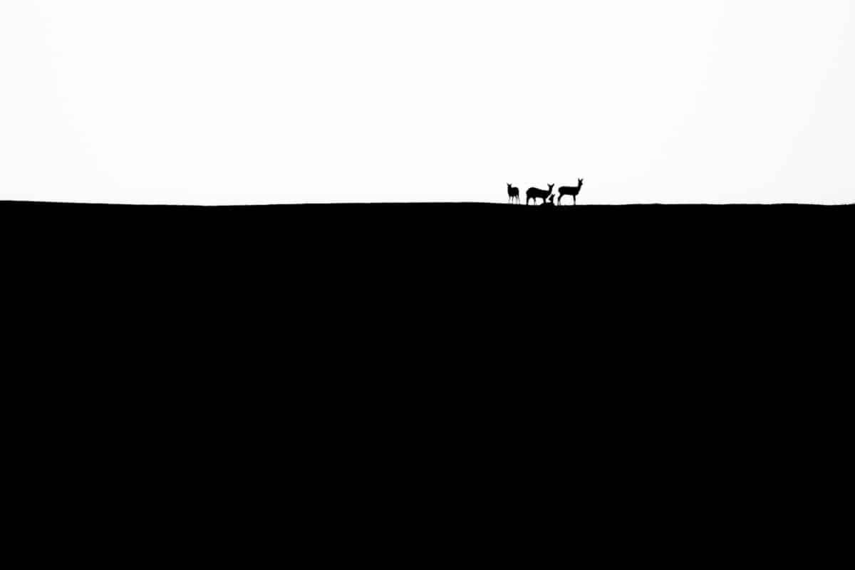 Roe deer in silhouette on a hill