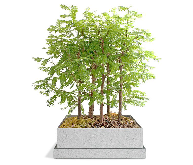 Dawn Redwood Bonsai Forest